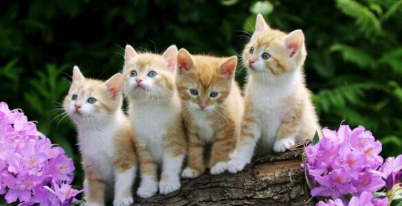 Dia Nacional de Adotar um Animal será comemorado em 4 de outubro