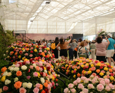 Atibaia é destaque nacional de produção de flores