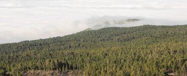 América Latina pode reflorestar 398 milhões de hectares