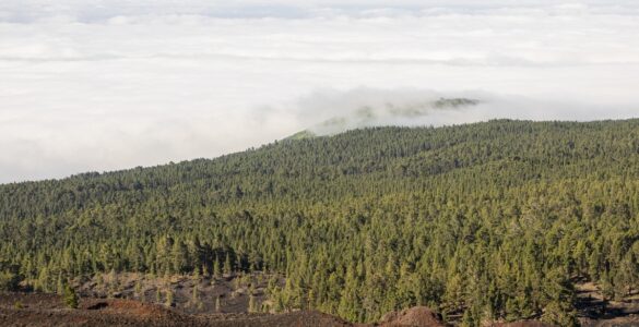 América Latina pode reflorestar 398 milhões de hectares