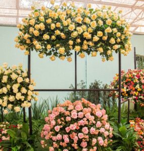 Festa de Flores e Morangos terá entrada solidária