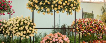 Festa de Flores e Morangos terá entrada solidária