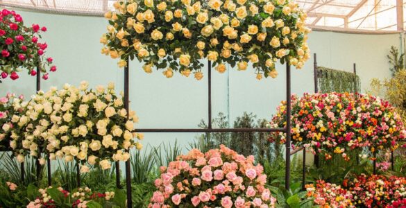 Festa de Flores e Morangos terá entrada solidária