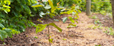 PAM Saint-Gobain mantém "Protagonismo" com Selo BV ESG 360