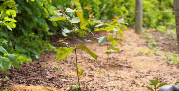 PAM Saint-Gobain mantém "Protagonismo" com Selo BV ESG 360