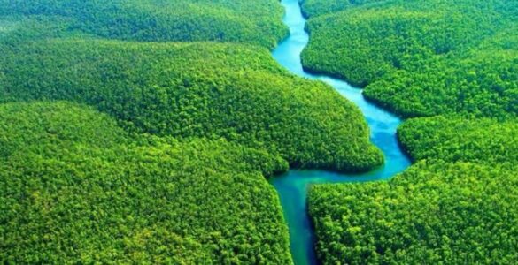 Brasil terá primeiro projeto do mundo na metodologia VM0048