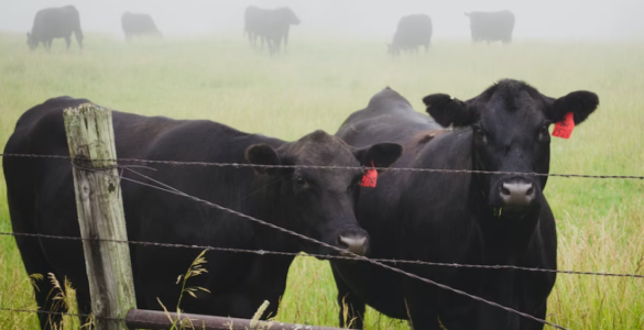 Desempenho da indústria química impacta cadeia de alimentos