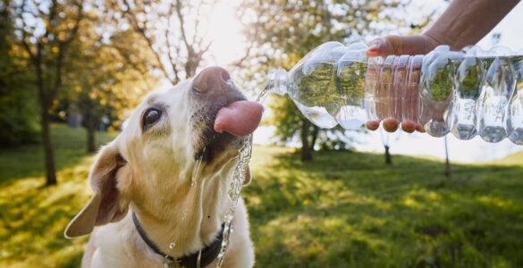 Nutricionista explica por que o corpo precisa de mais água no tempo seco