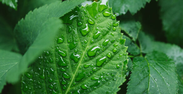 Alta no mercado de fertilizantes favorece indústria química