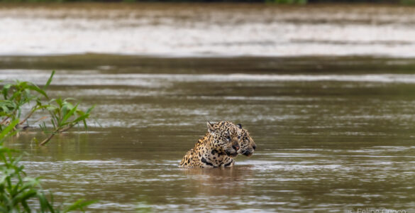 Felipe Cuoco amplia projeto sobre o bioma pantaneiro