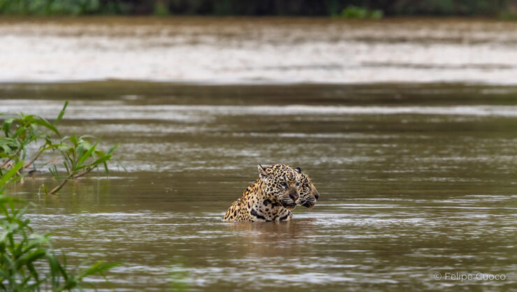 Felipe Cuoco amplia projeto sobre o bioma pantaneiro