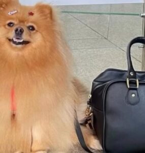 Criança autista ganha direito de andar com cão de suporte em condomínio
