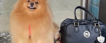 Criança autista ganha direito de andar com cão de suporte em condomínio