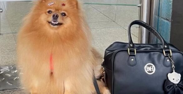 Criança autista ganha direito de andar com cão de suporte em condomínio