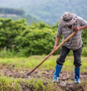 IAgro: solução permite emissão de Nota Fiscal Eletrônica por áudio no WhatsApp