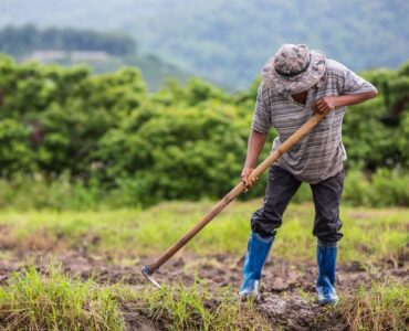 IAgro: solução permite emissão de Nota Fiscal Eletrônica por áudio no WhatsApp
