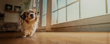 Pisos laminados Eucafloor agora têm resistência total à água