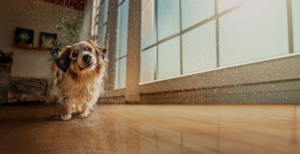 Pisos laminados Eucafloor agora têm resistência total à água