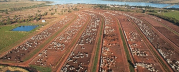 Colpar Agro é eleita 8ª maior empresa agropecuária nacional