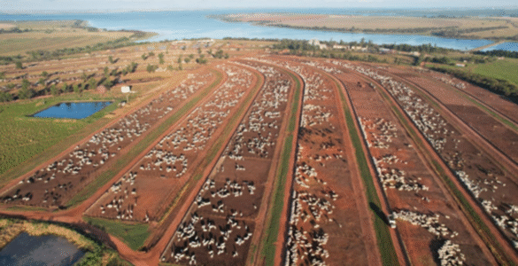 Colpar Agro é eleita 8ª maior empresa agropecuária nacional