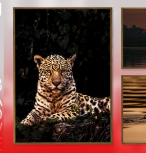 Fotógrafo brasileiro leva o Pantanal à Art Basel Miami 2025