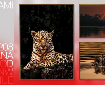 Fotógrafo brasileiro leva o Pantanal à Art Basel Miami 2025
