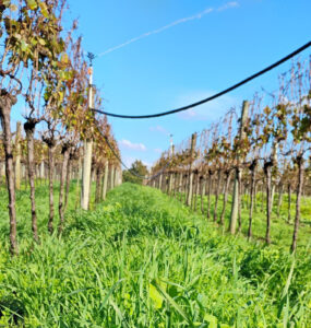 RS leva viticultura sustentável à pauta da COP30