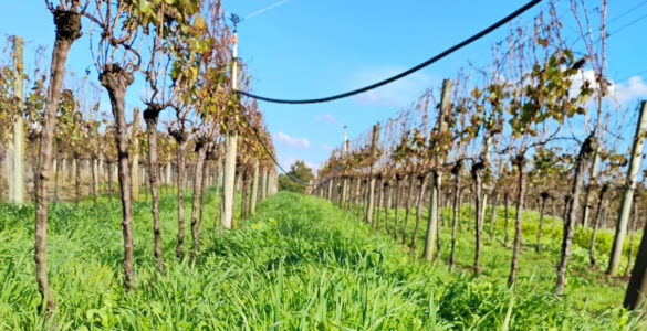 RS leva viticultura sustentável à pauta da COP30