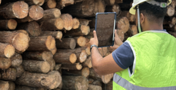 Pixlog é uma das Top 10 premiadas no Show Florestal