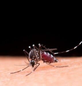 Casos de dengue caem, mas risco de surto ainda preocupa