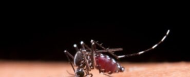 Casos de dengue caem, mas risco de surto ainda preocupa
