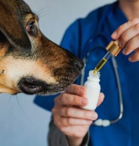Curso capacita veterinários para prescrição de Cannabis