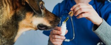 Curso capacita veterinários para prescrição de Cannabis