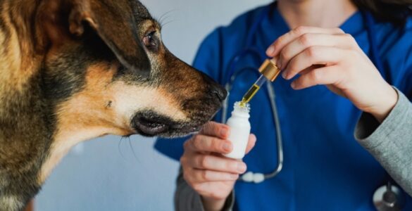 Curso capacita veterinários para prescrição de Cannabis