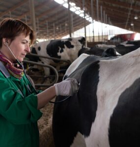 Prevenção da hipocalcemia otimiza lucro e saúde do gado