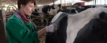 Prevenção da hipocalcemia otimiza lucro e saúde do gado