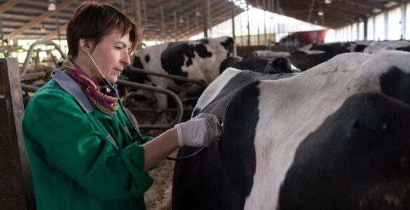 Prevenção da hipocalcemia otimiza lucro e saúde do gado