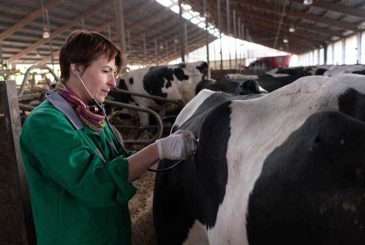 Prevenção da hipocalcemia otimiza lucro e saúde do gado