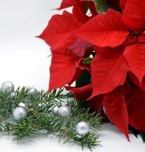 Giuliana Flores prevê aumento de 25% nas vendas no Natal