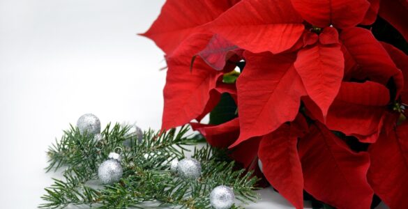 Giuliana Flores prevê aumento de 25% nas vendas no Natal