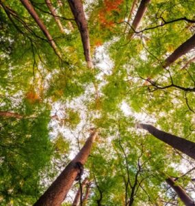 Florestas são uma fonte de benefícios para o ser humano