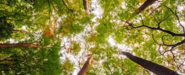 Florestas são uma fonte de benefícios para o ser humano