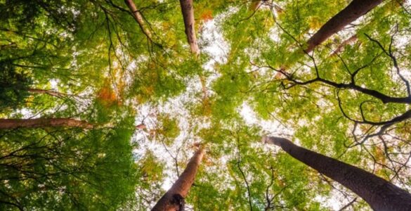 Florestas são uma fonte de benefícios para o ser humano