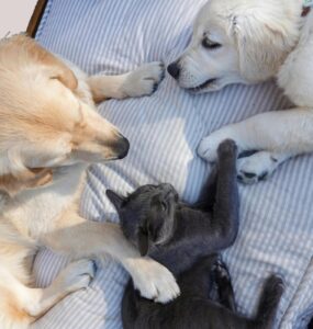 Fim de ano demanda atenção à saúde e segurança dos pets