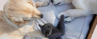 Fim de ano demanda atenção à saúde e segurança dos pets