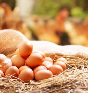 Giraffas reforça norma de uso obrigatório de ovos cage-free