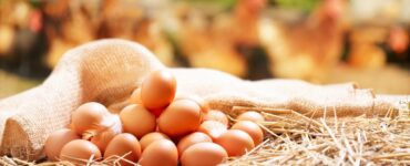 Giraffas reforça norma de uso obrigatório de ovos cage-free