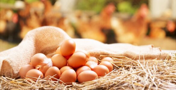 Giraffas reforça norma de uso obrigatório de ovos cage-free