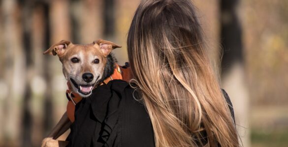 Grupo Colina dos Ipês lança plano funerário para animais de estimação