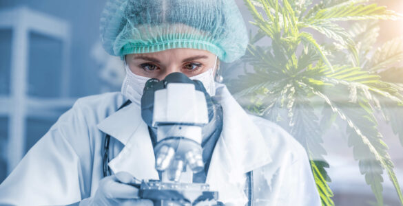 Acesso à Cannabis medicinal cresce e exige segurança